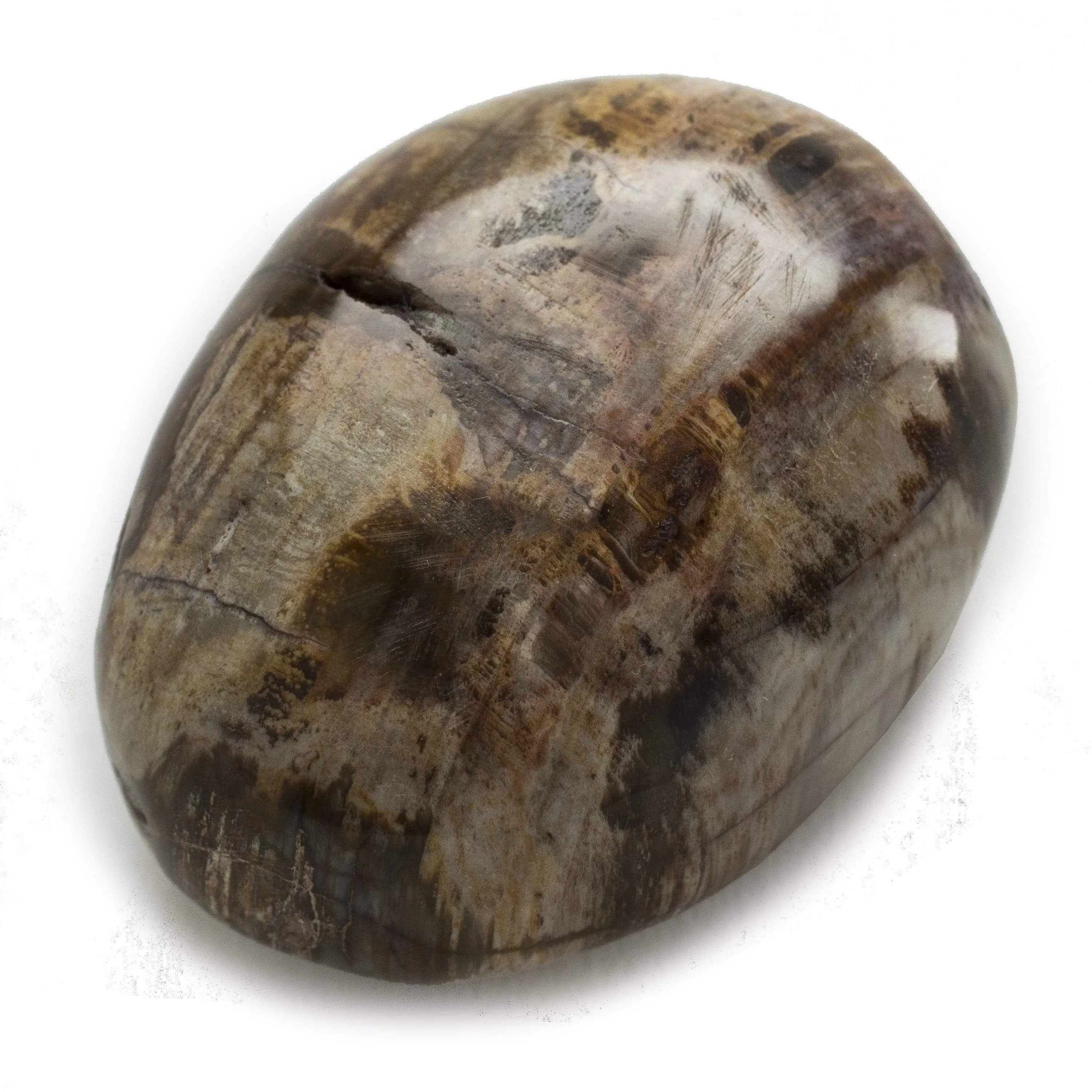 Petrified Wood Worry Stone