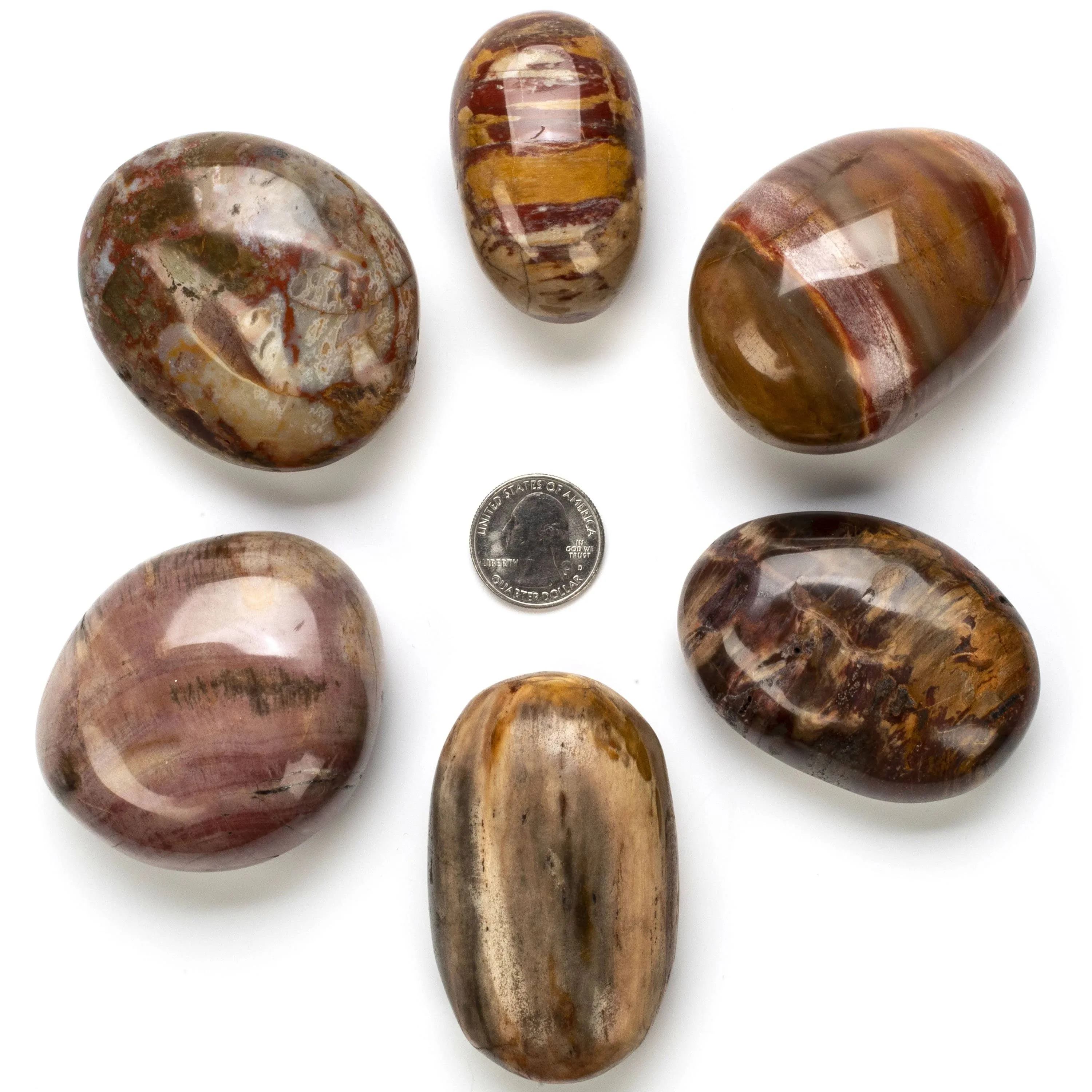 Petrified Wood Worry Stone